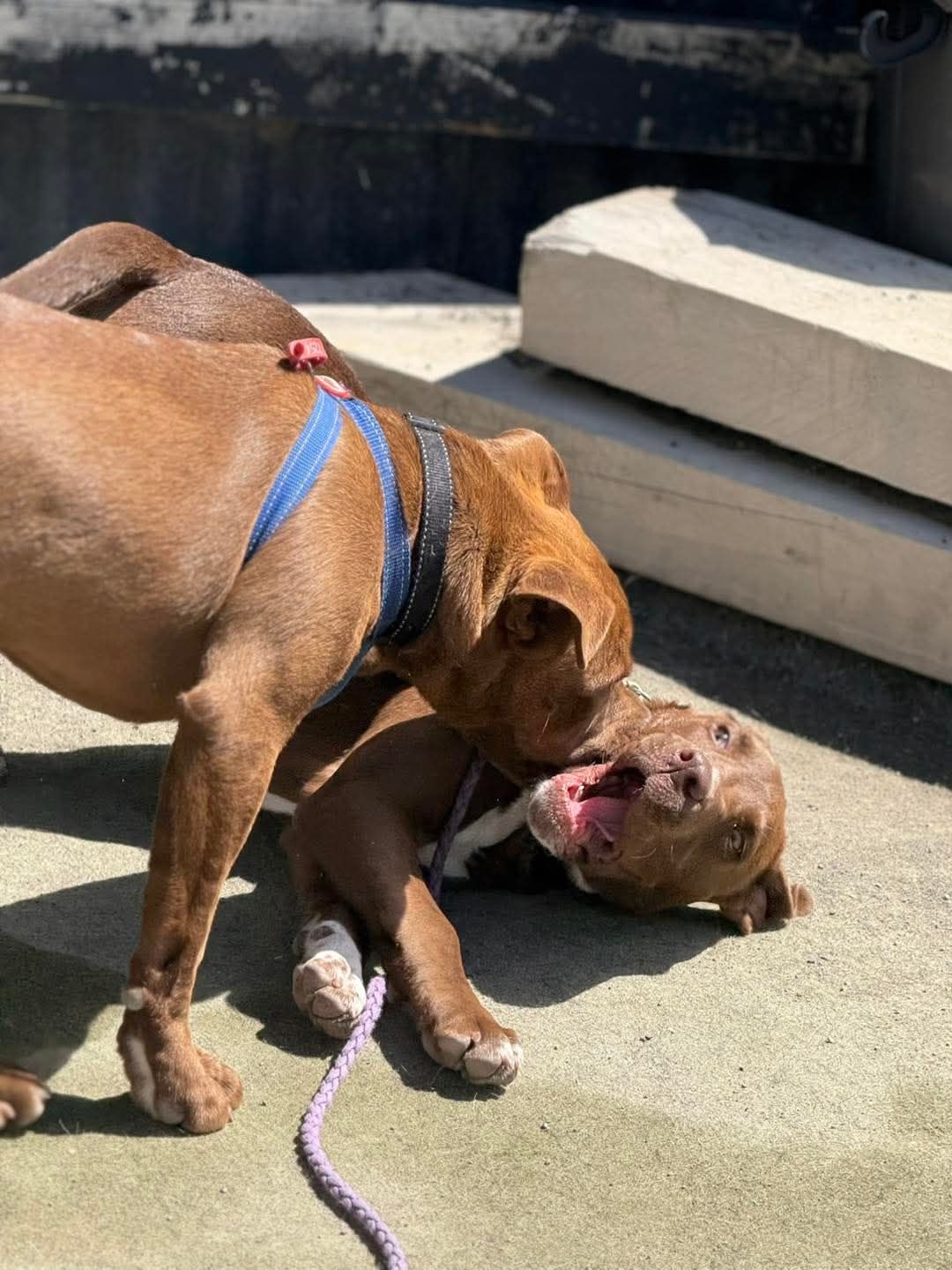 Gallery image: Rocky