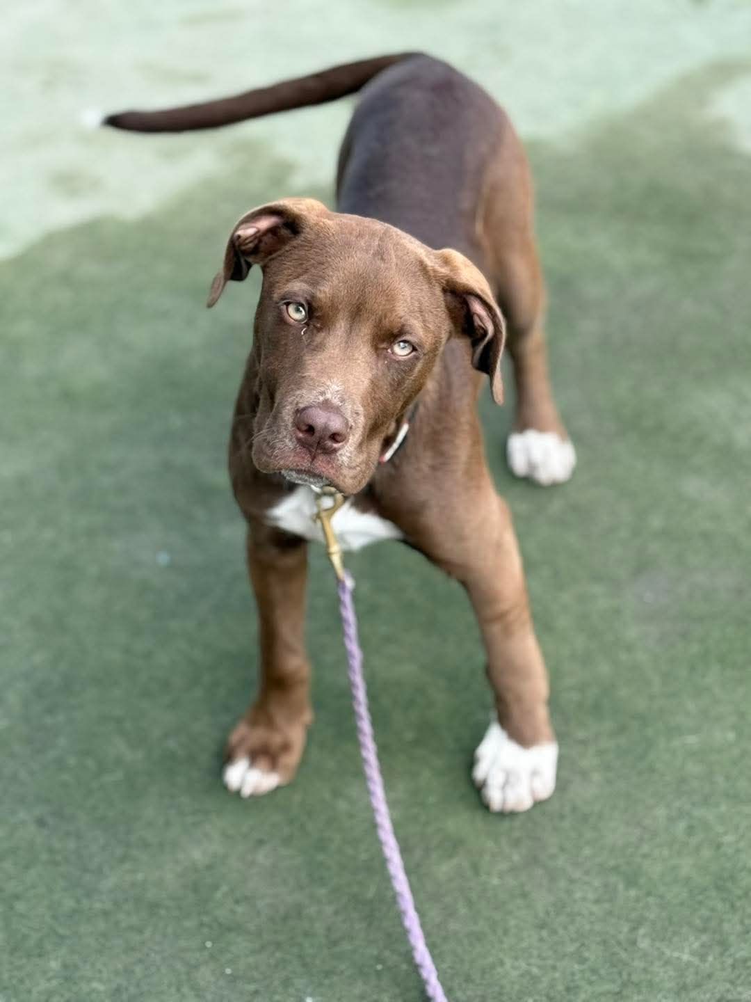 Gallery image: Rocky