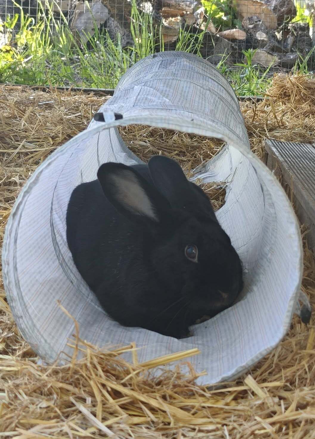 Gallery image: Moonshine