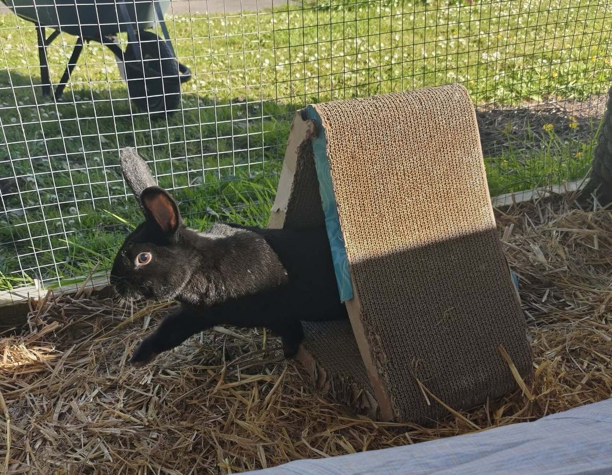 Gallery image: Moonshine