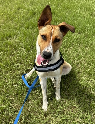 Johnny - Medium Cross Breed