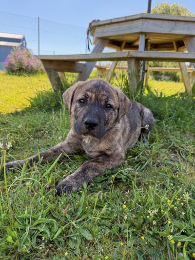 Lynx - Medium Cross Breed