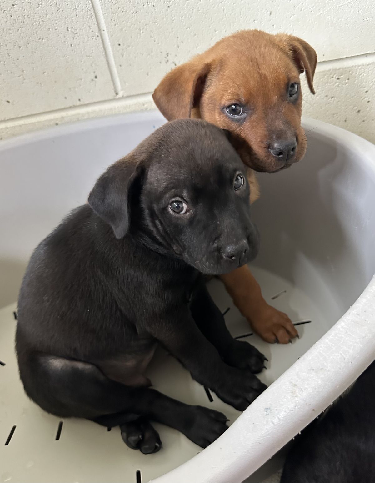 Gallery image: Carlos