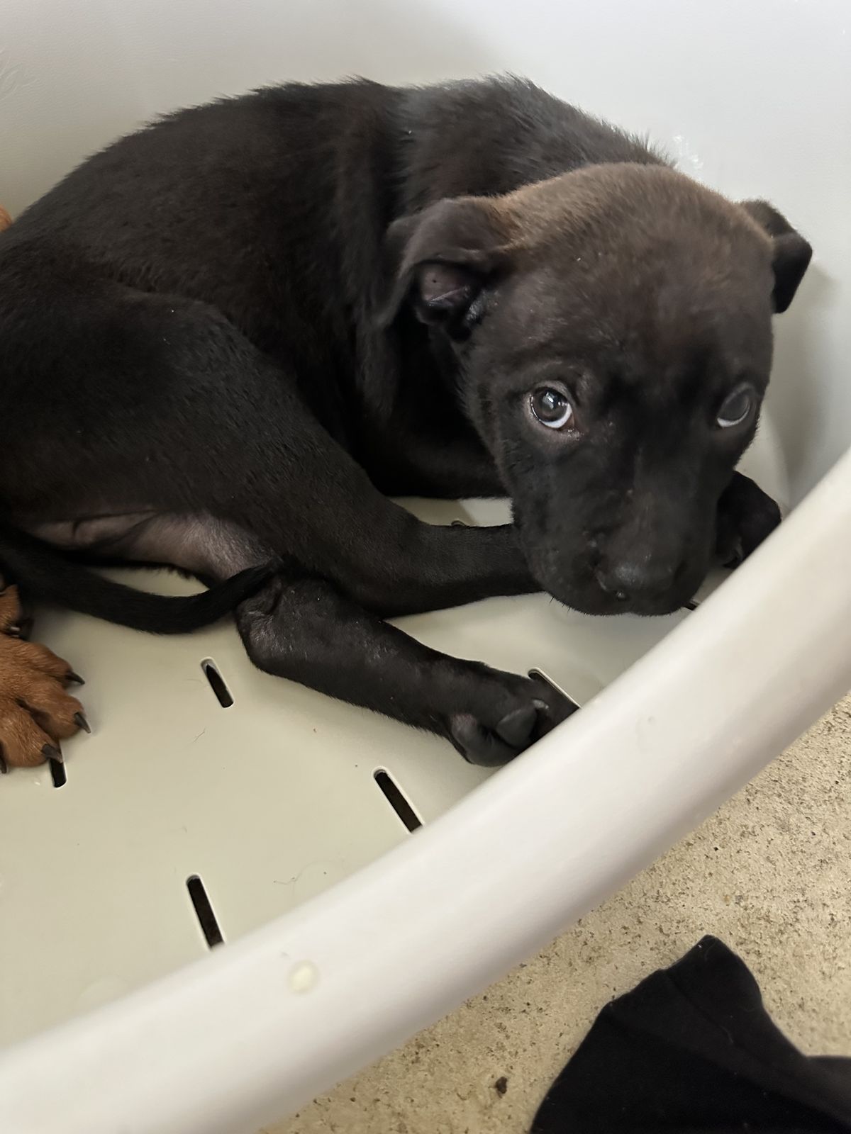 Gallery image: Carlos