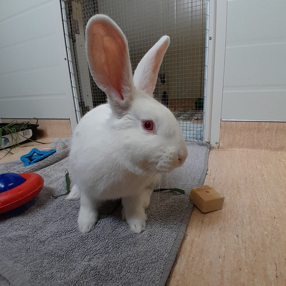 Gallery image: Delilah