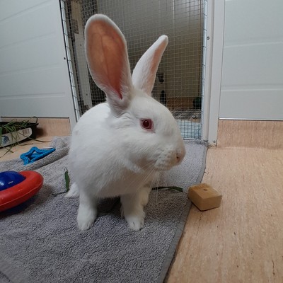 Delilah - New Zealand