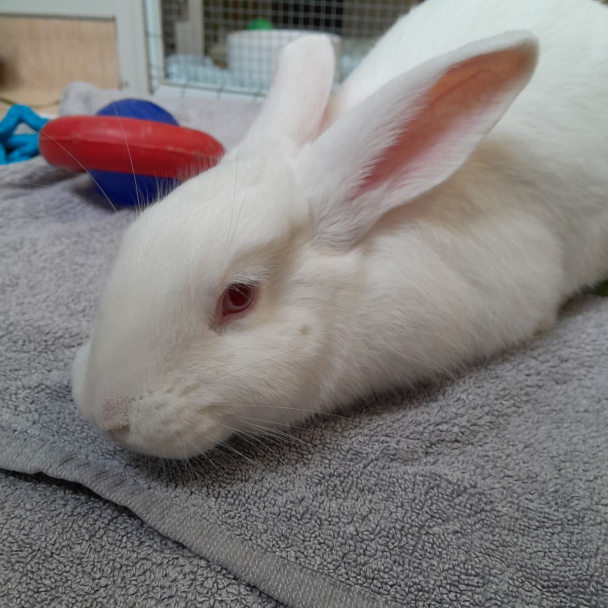 Gallery image: Delilah