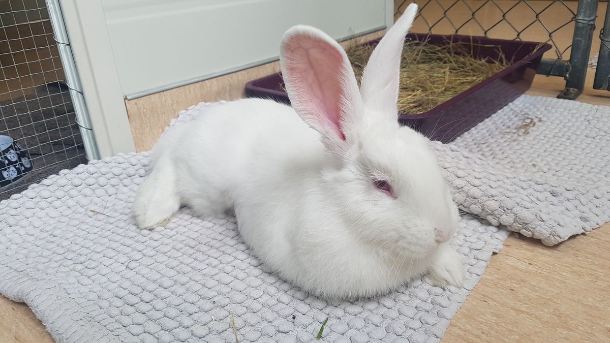 Gallery image: Delilah