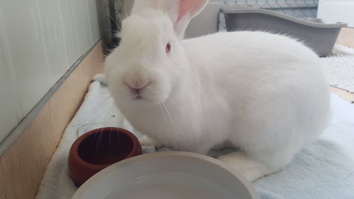 Gallery image: Delilah