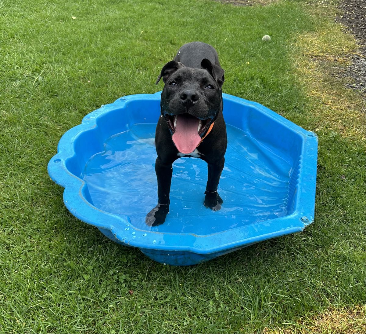 Gallery image: Licorice