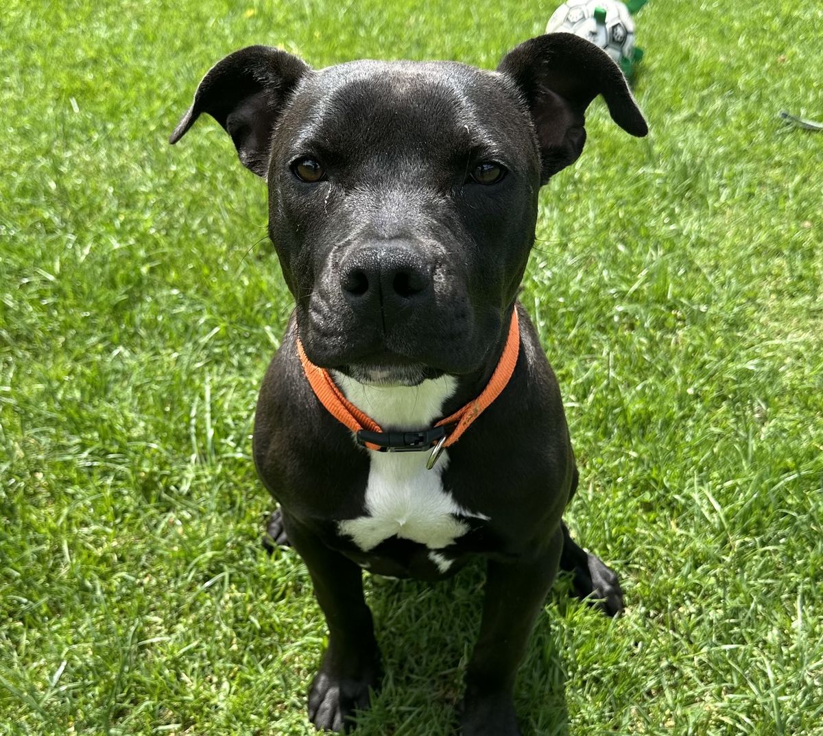 Gallery image: Licorice