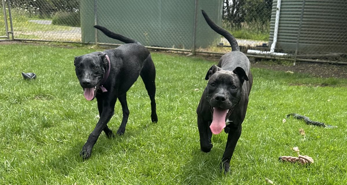 Gallery image: Licorice