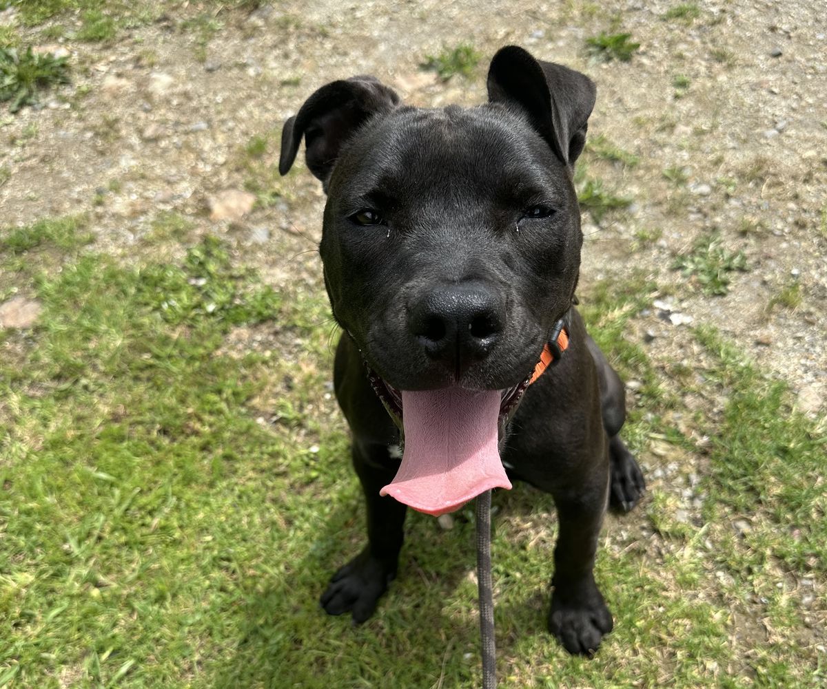 Gallery image: Licorice