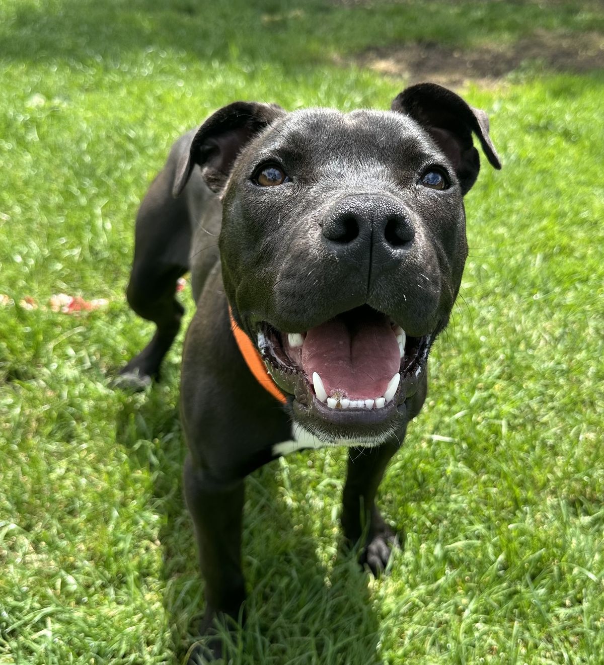 Gallery image: Licorice