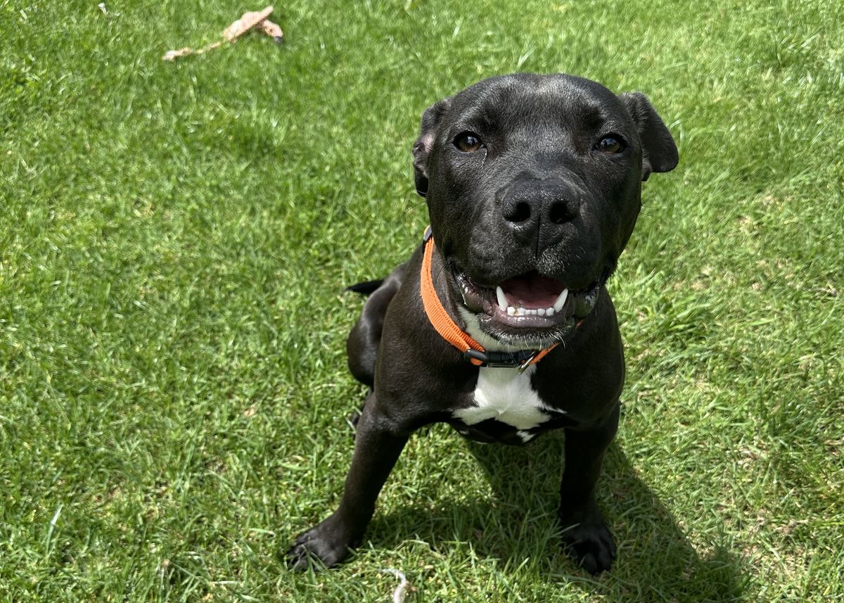 Gallery image: Licorice