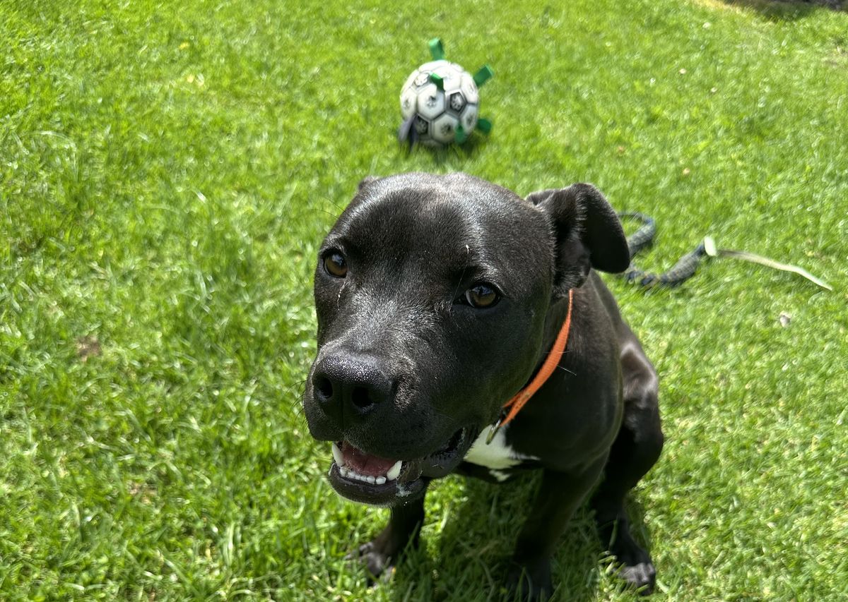 Gallery image: Licorice