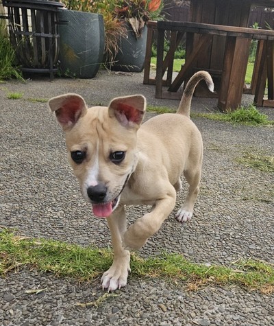 Clover - Medium Cross Breed