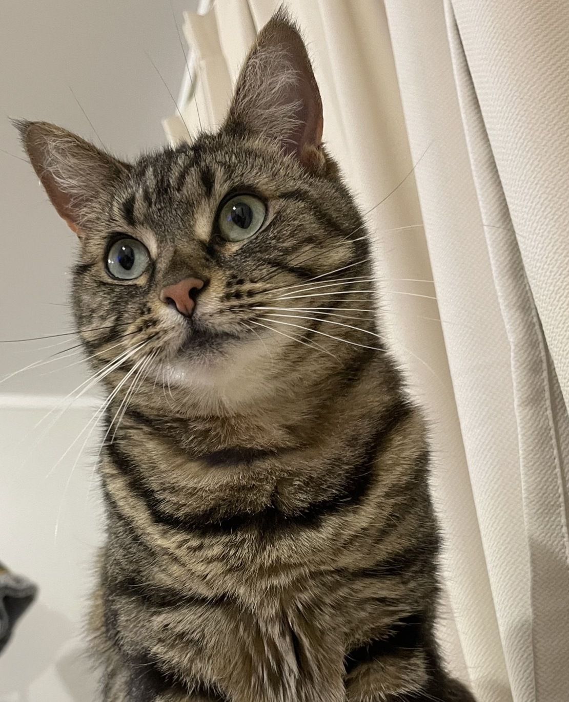 Gallery image: Tiggy