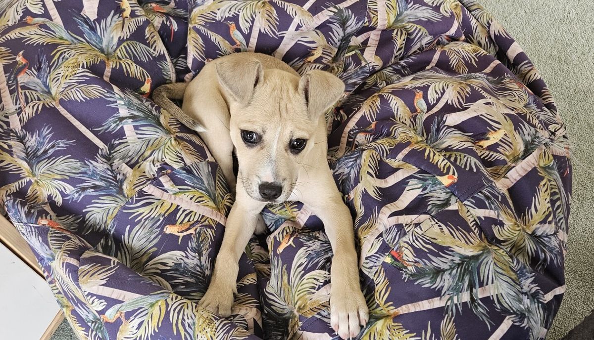 Gallery image: Clover