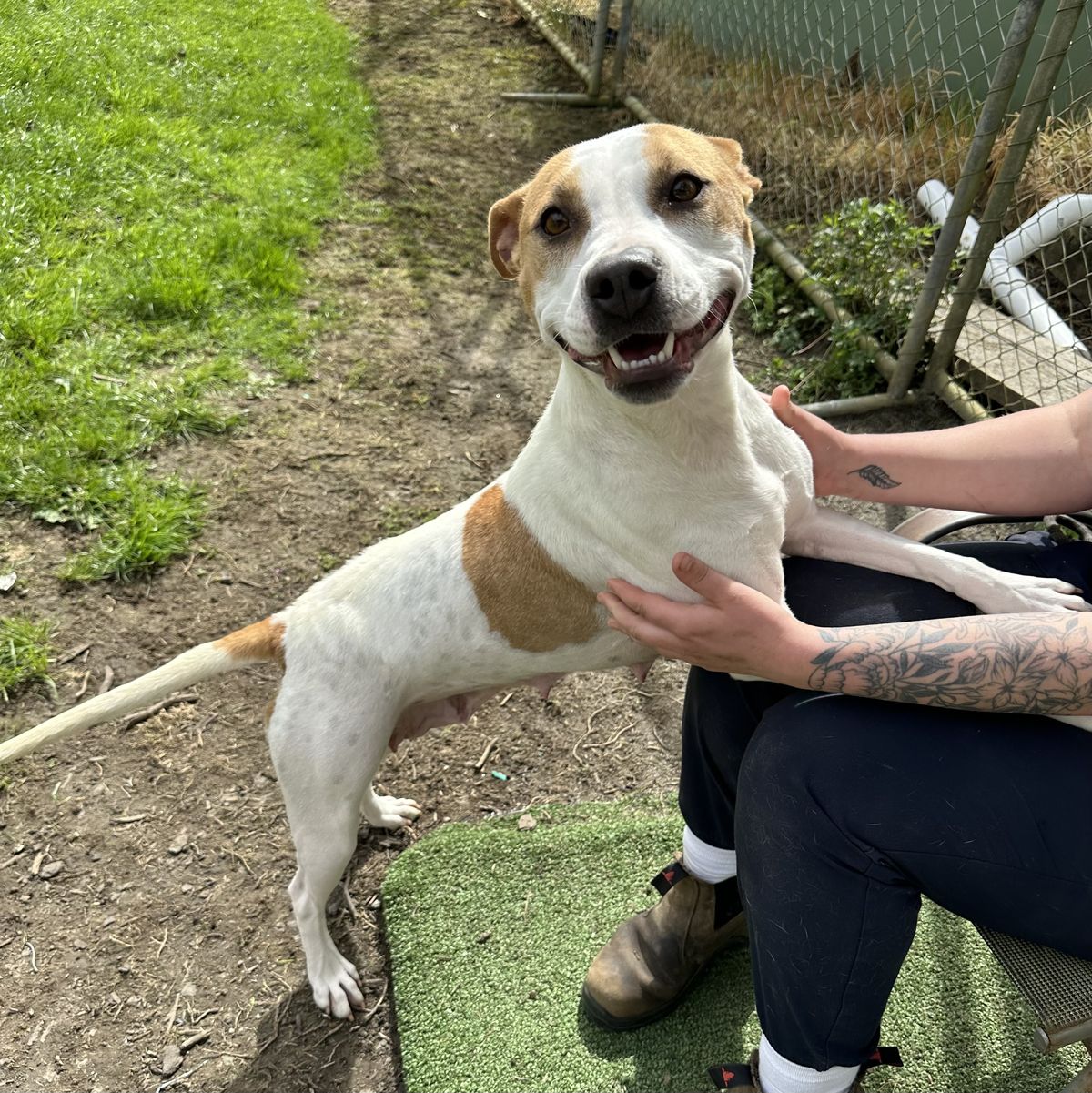 Gallery image: Ginger