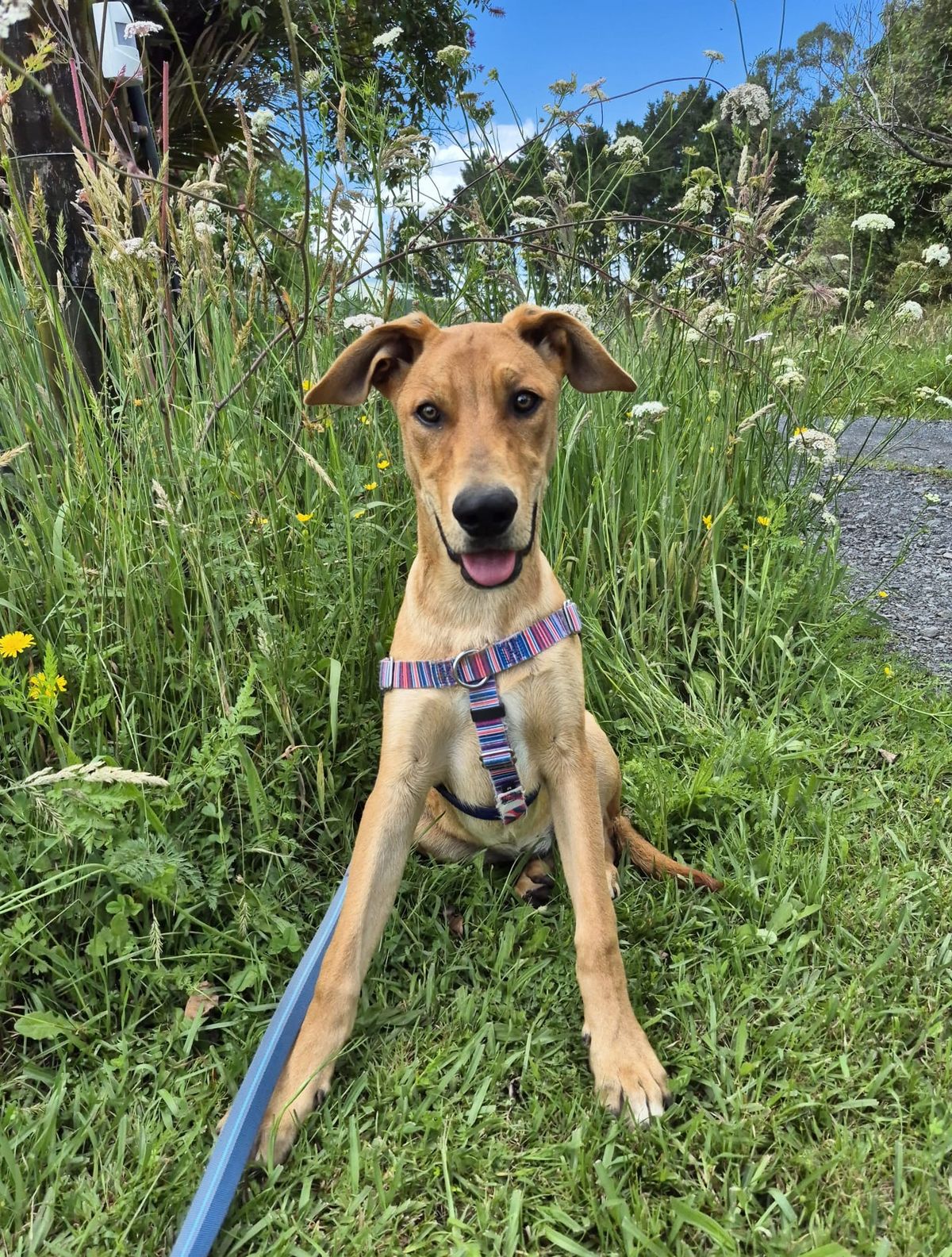 Gallery image: Pretzel