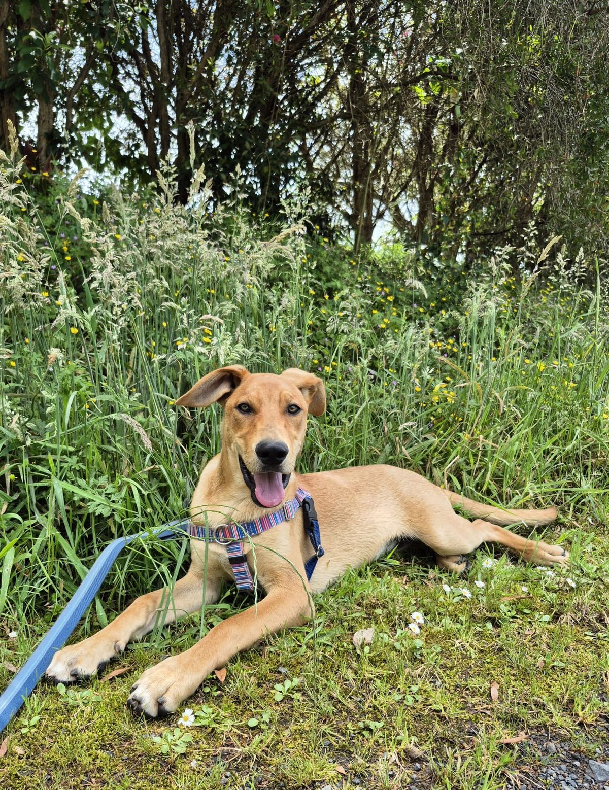 Gallery image: Pretzel