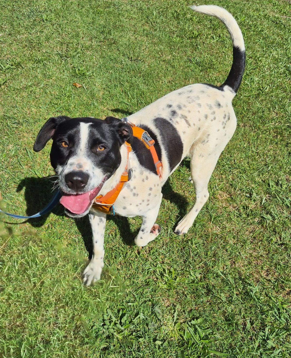 Gallery image: Zorro