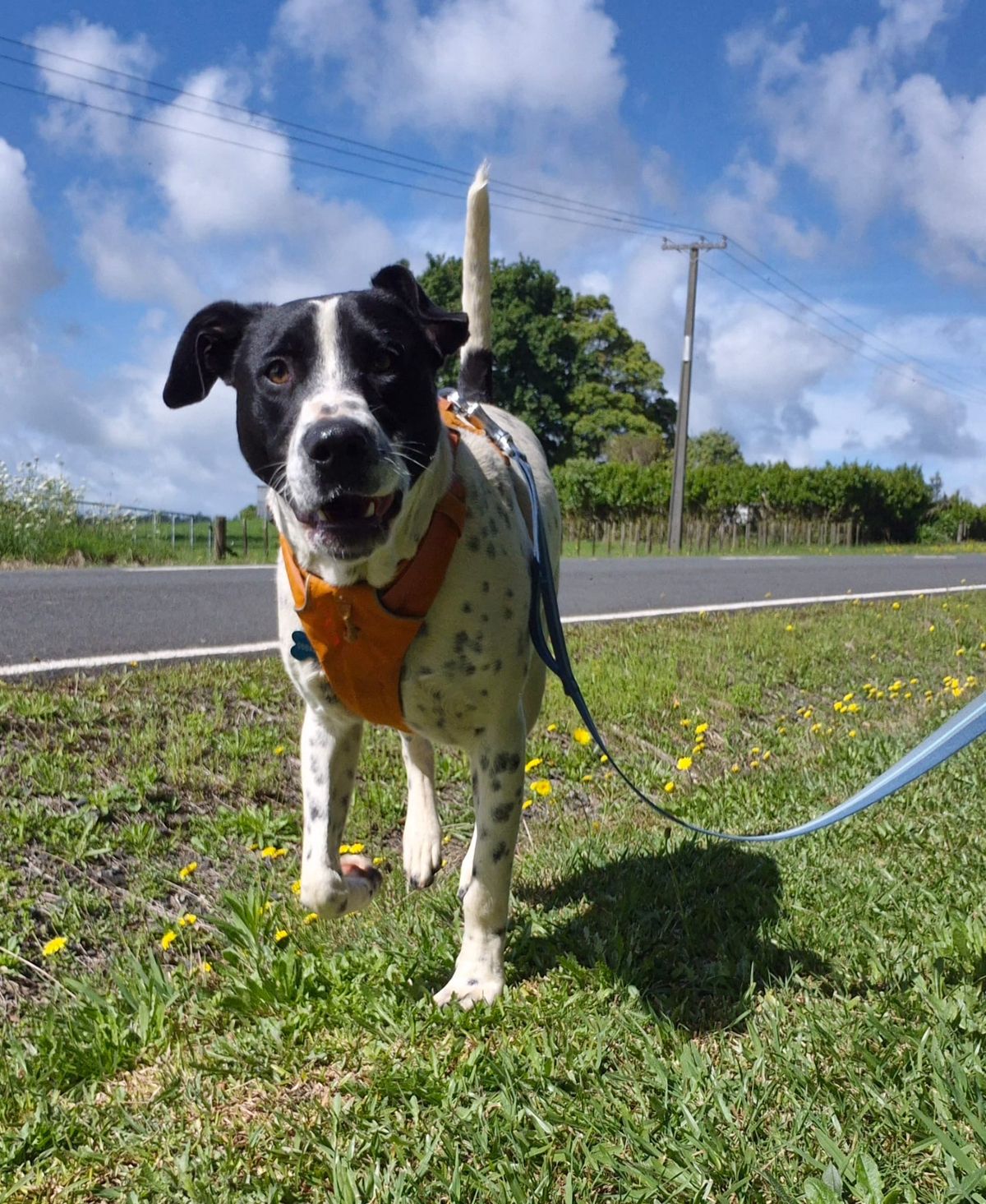 Gallery image: Zorro