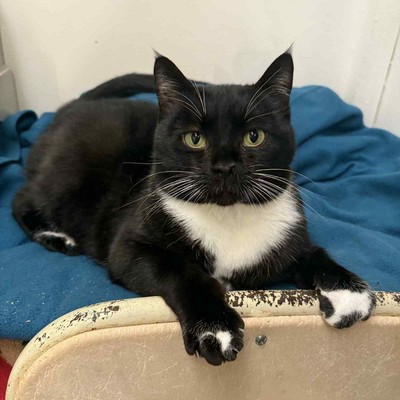 Willow - Domestic Short Hair