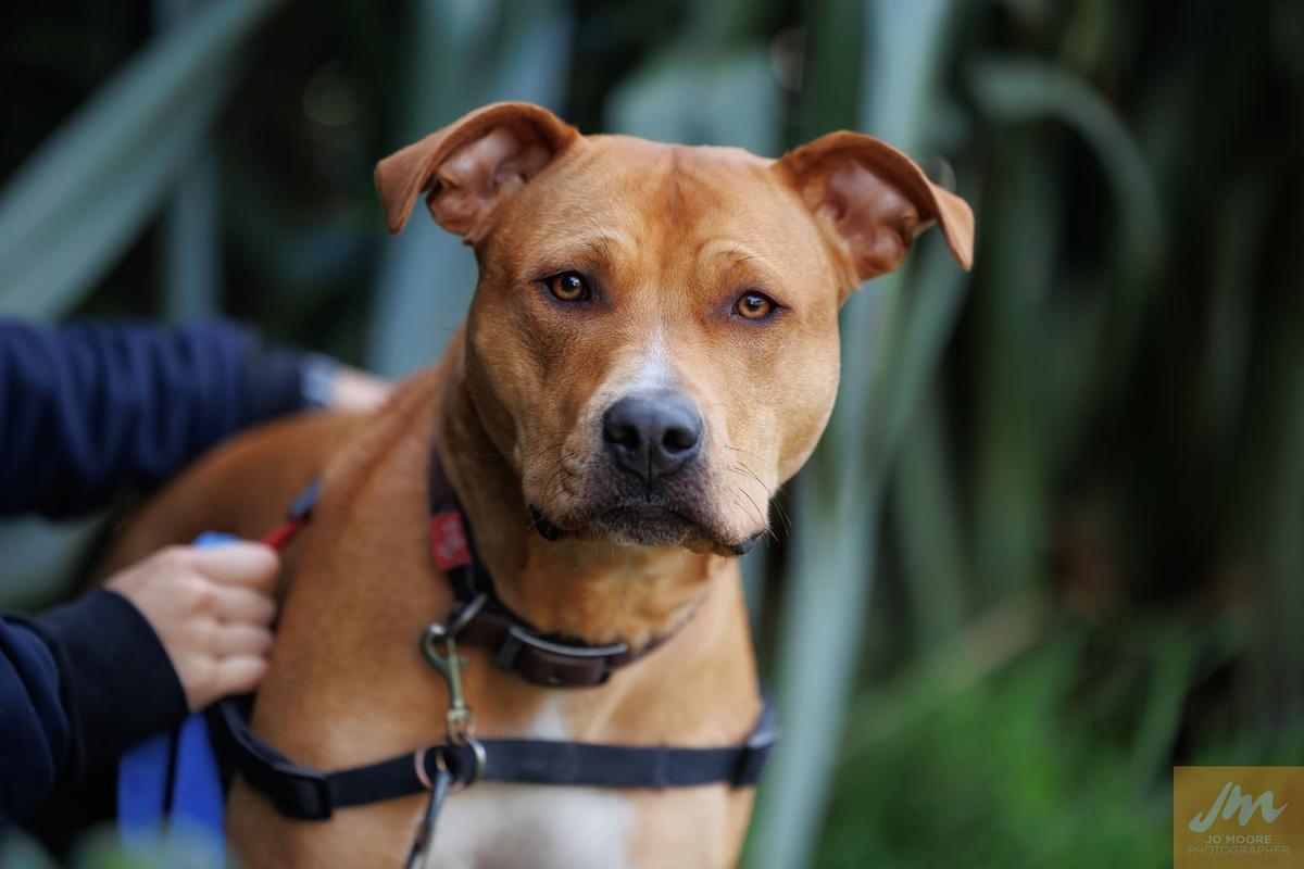 SPCA signs petition calling for changes to dog ownership legislation