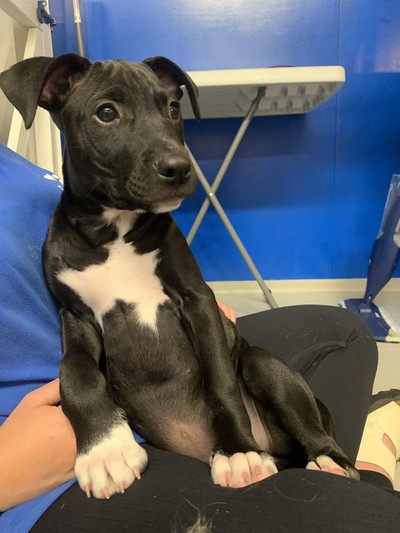 Jasper - Medium Cross Breed