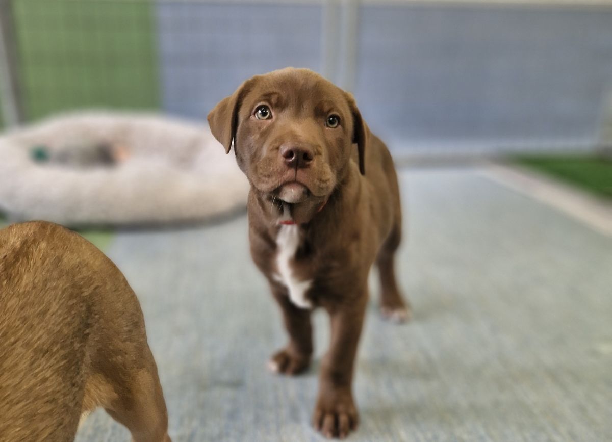 Gallery image: Fennel