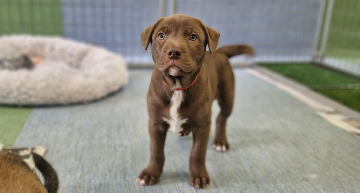 Gallery image: Fennel