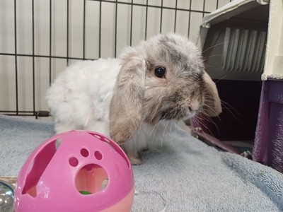 Obie - Cashmere Lop