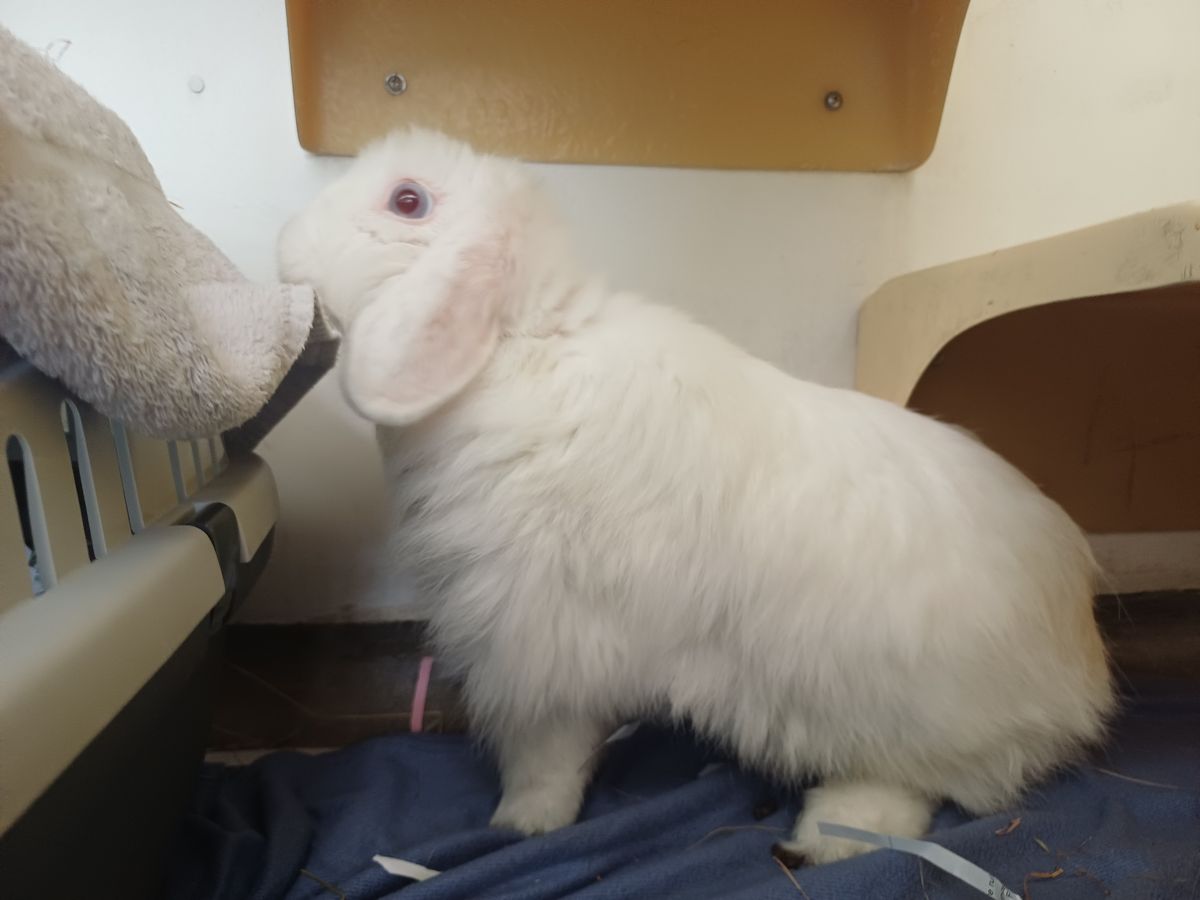 Gallery image: Daenerys