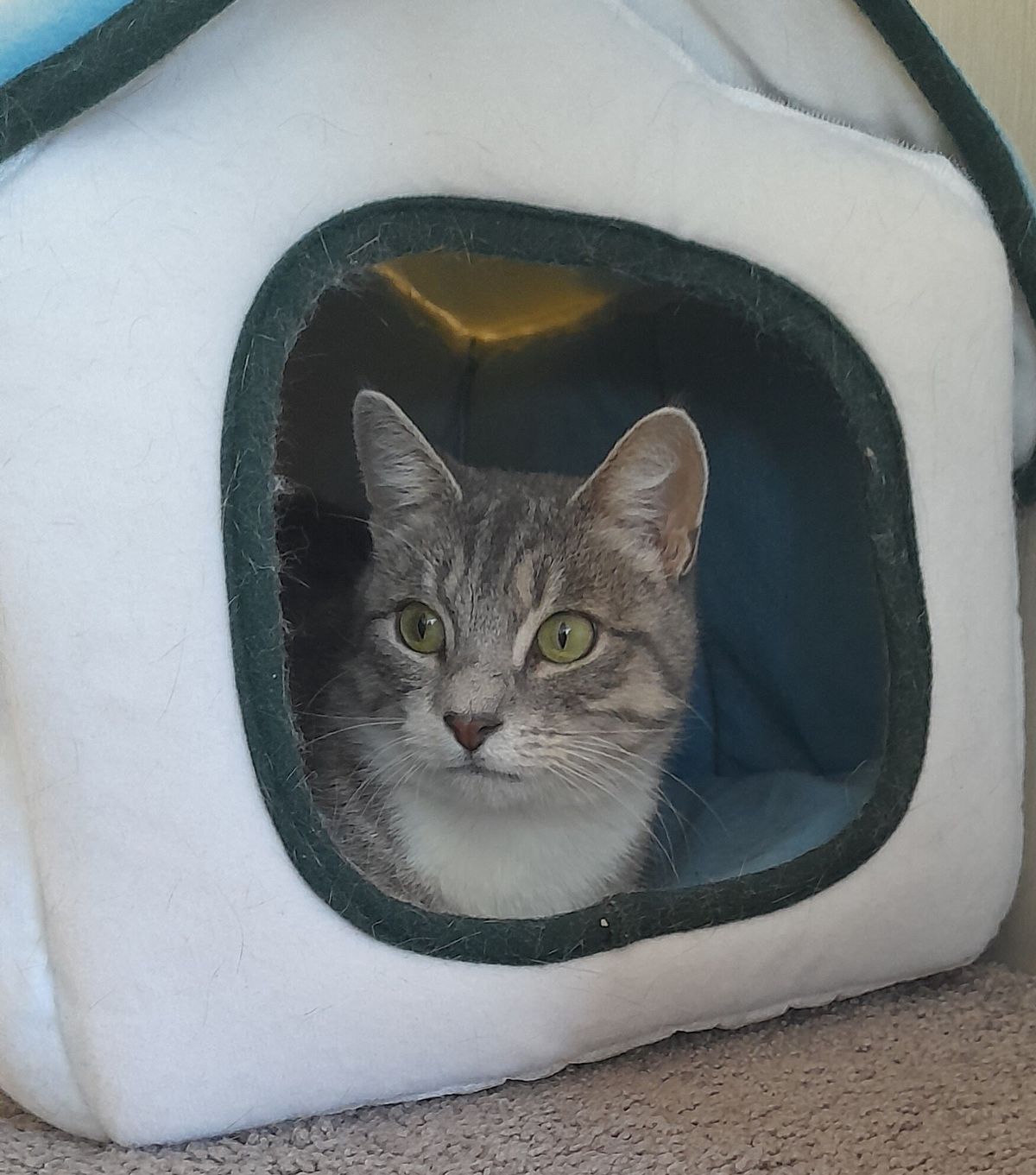 Gallery image: Andine