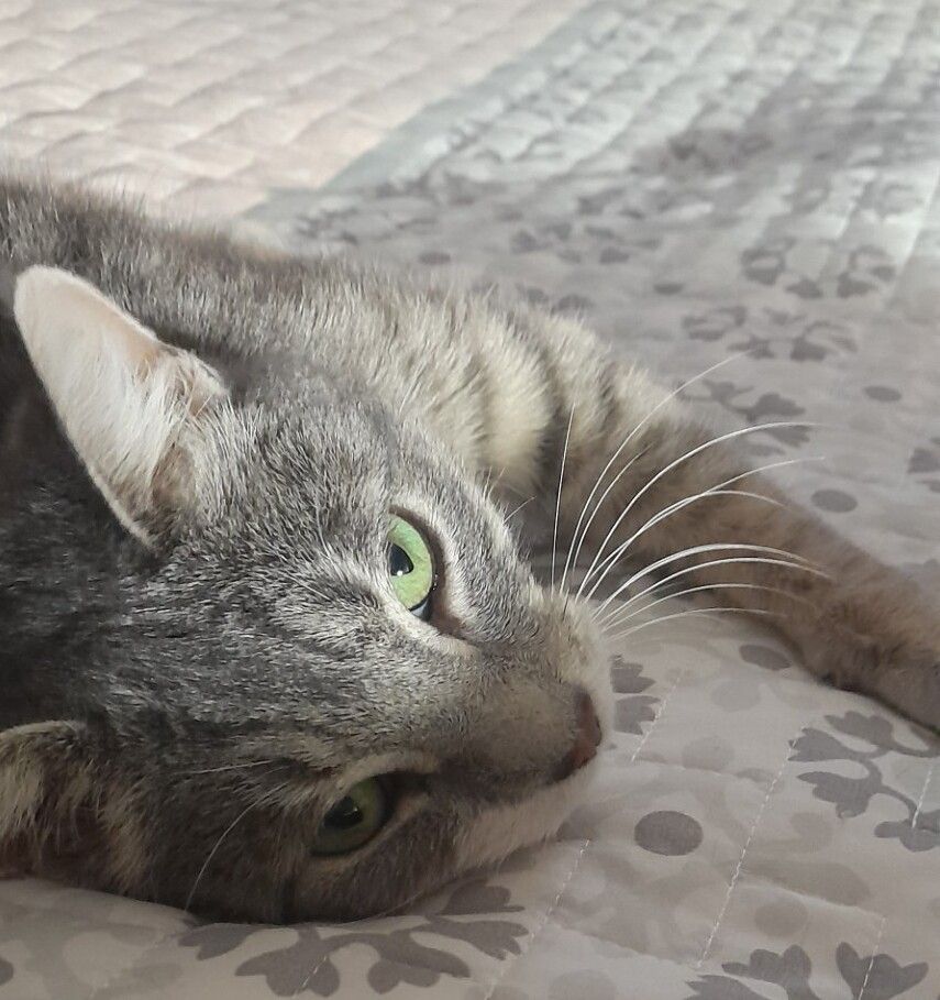 Gallery image: Andine