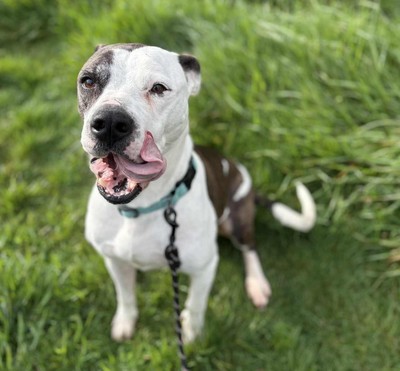 Haiden - American Bulldog