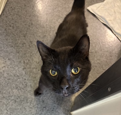 Leroy - Domestic Short Hair