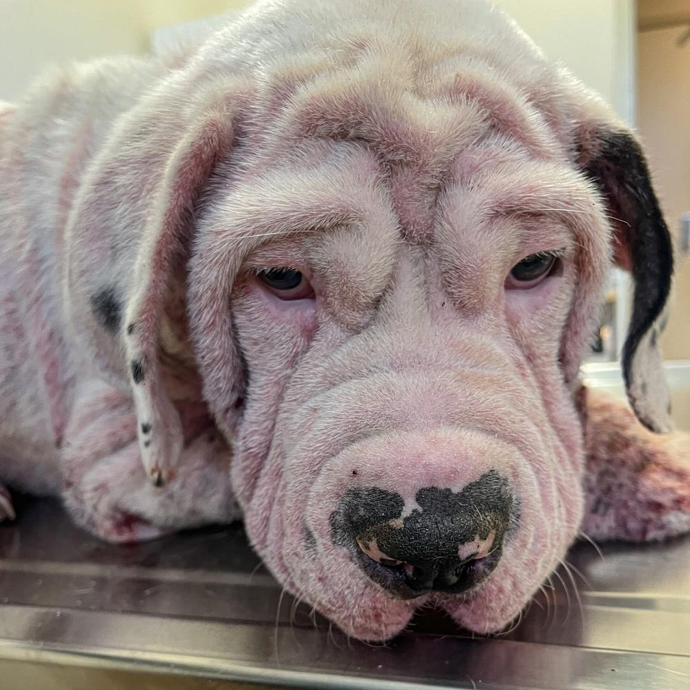 A white dog with pink mange sits sadly on a metal medical examination table.