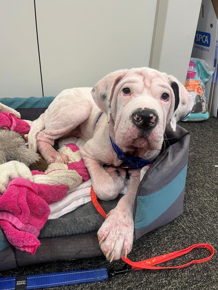 A white dog with pink mange sits in a dog bed.