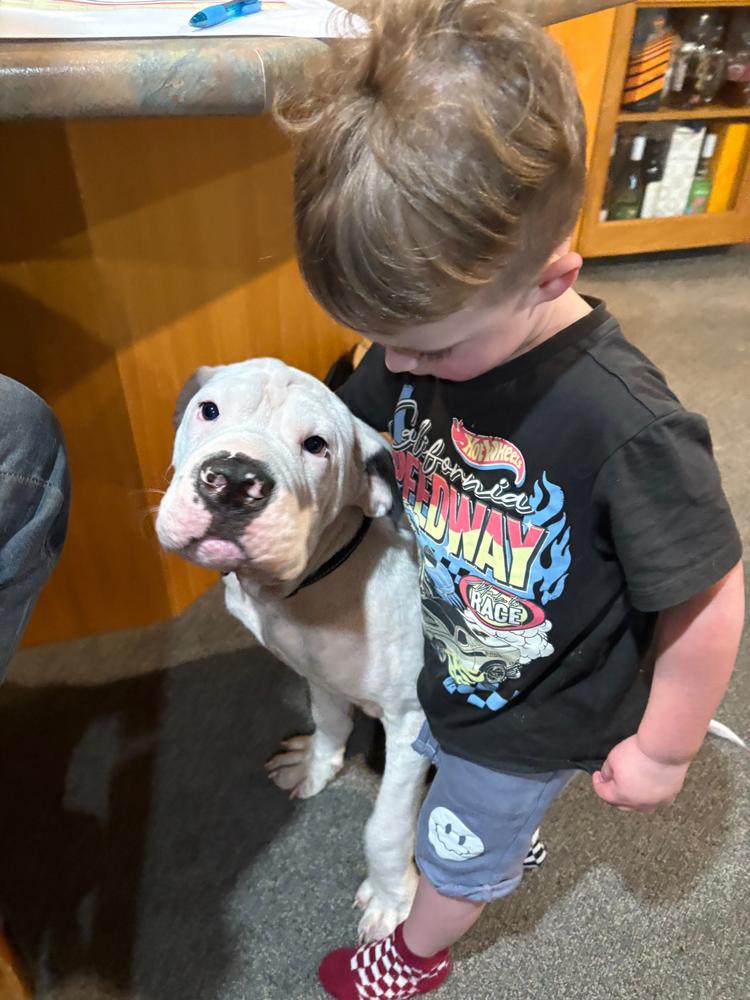 A white dog stands with a young boy.