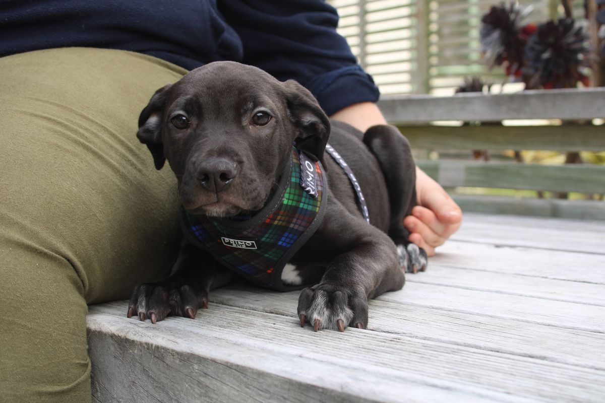 Gallery image: Basil