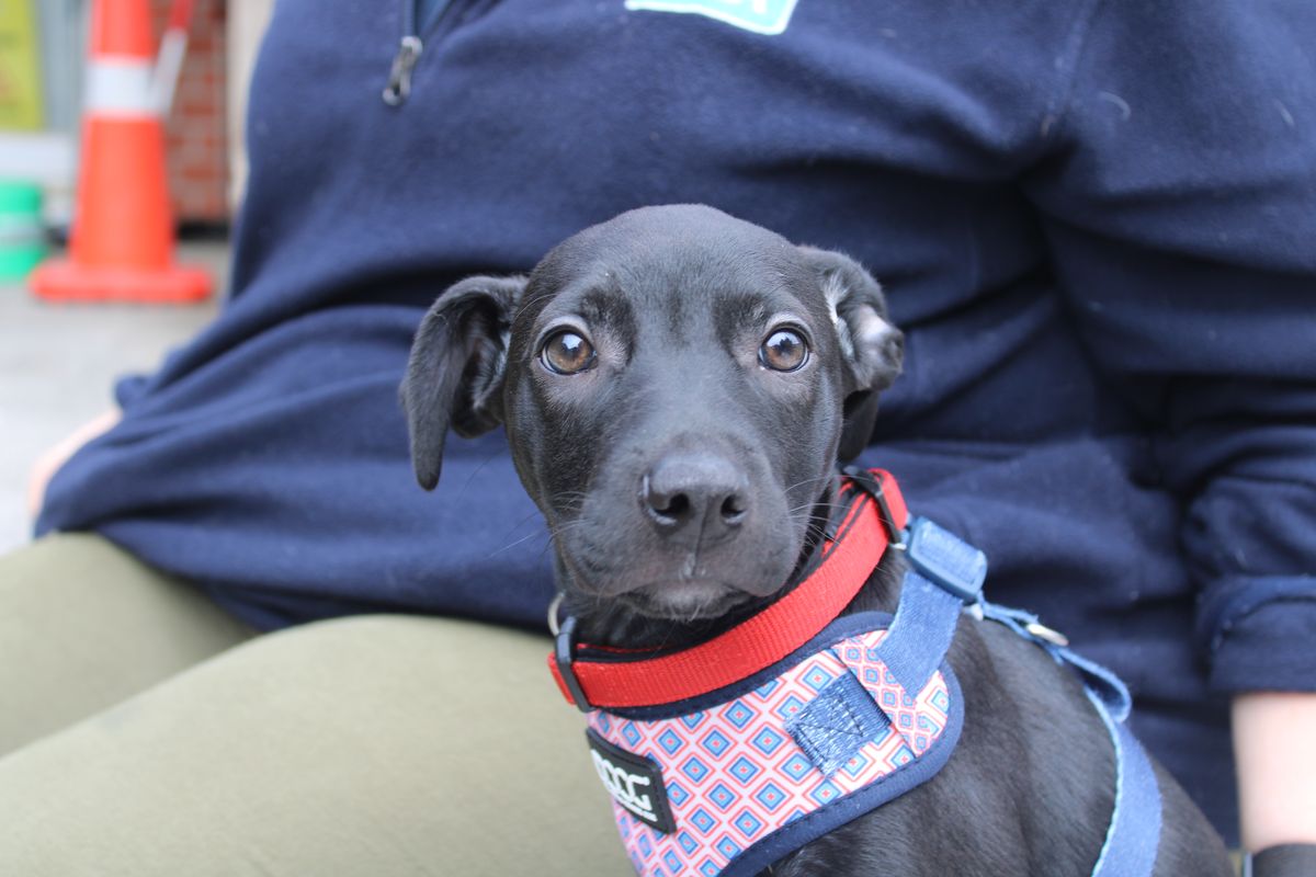 Gallery image: Pepper