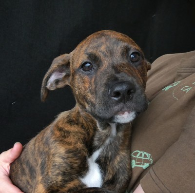 Ghibli - Medium Cross Breed