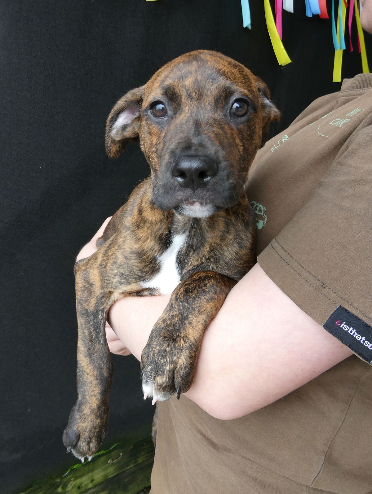 Gallery image: Ghibli