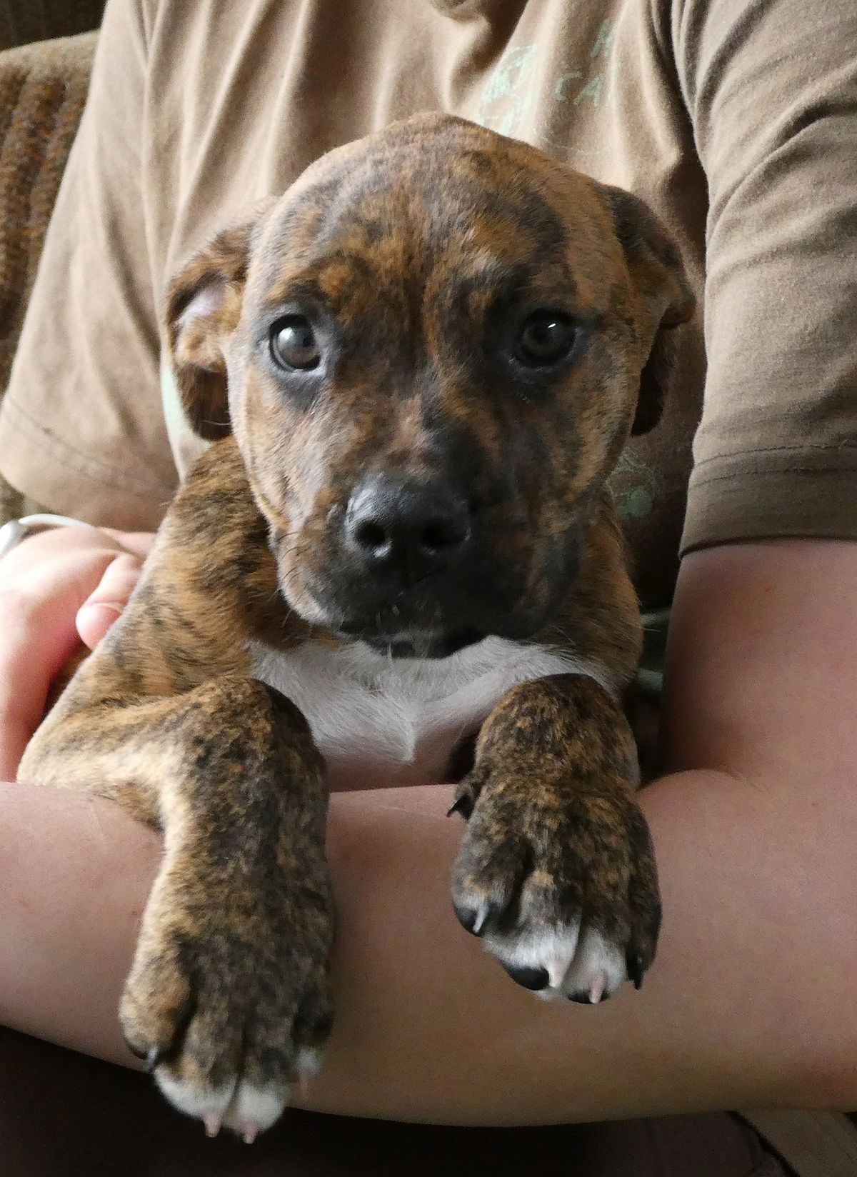 Gallery image: Camaro