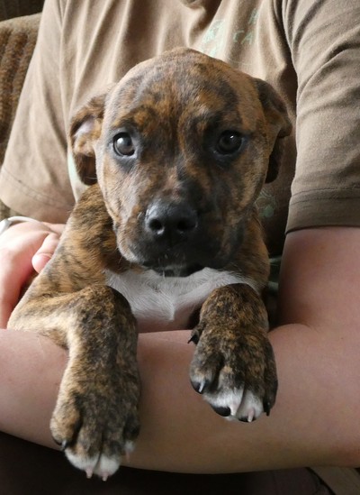 Camaro - Medium Cross Breed