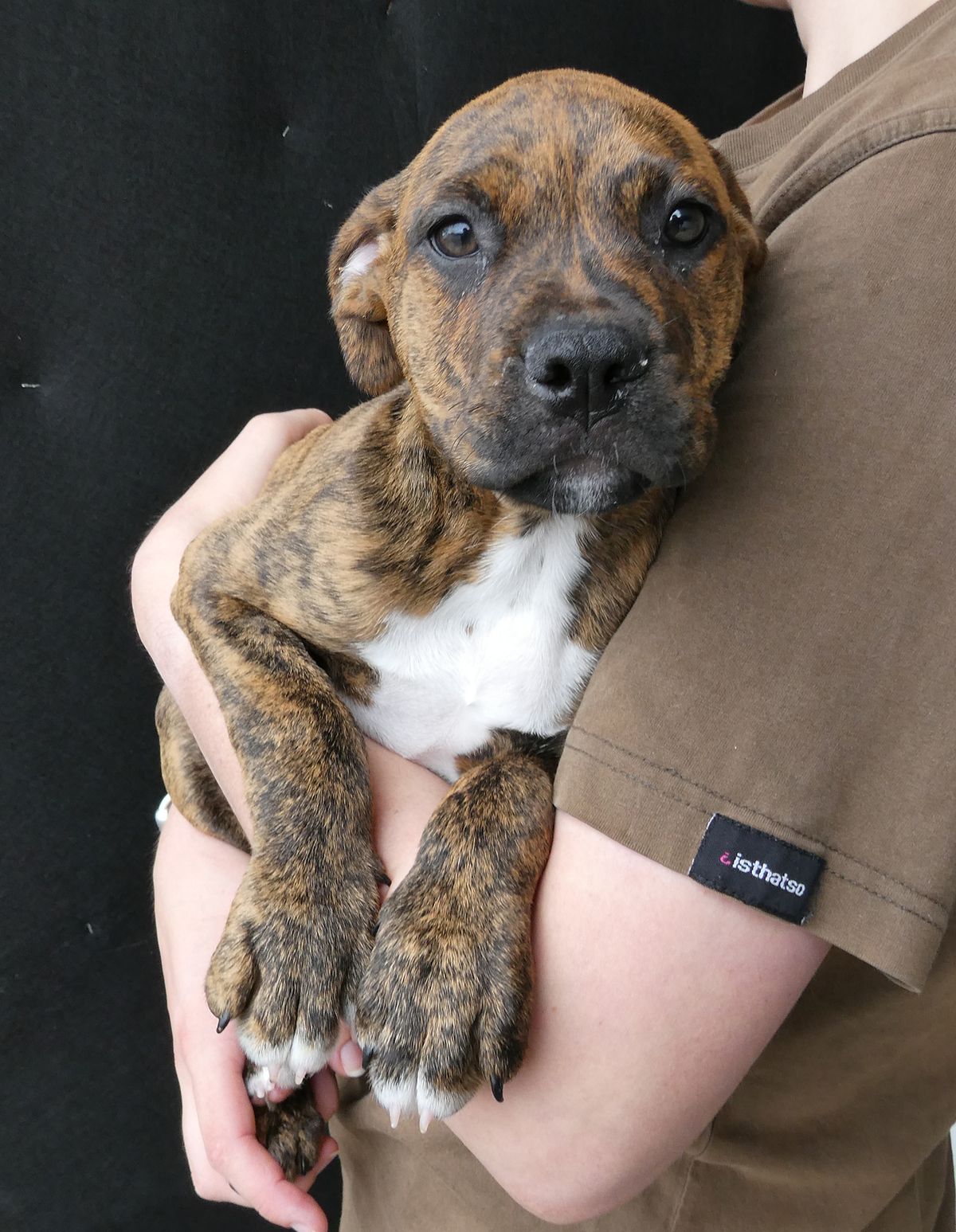 Gallery image: Camaro