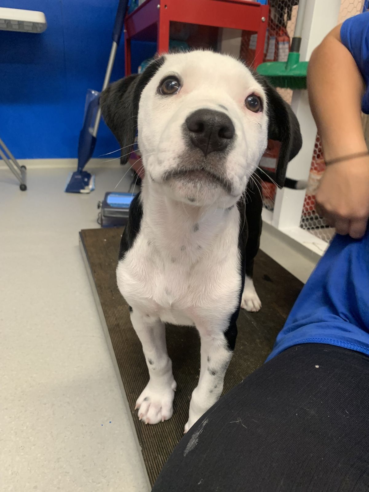 Gallery image: Rosalie